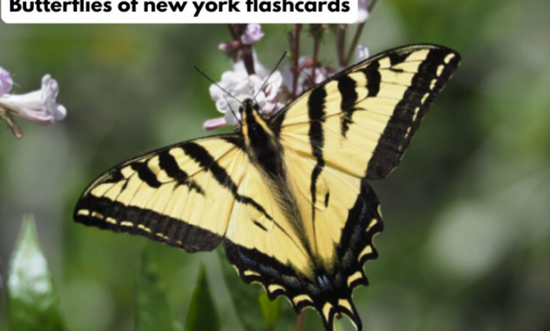 Butterflies of New York Flashcards