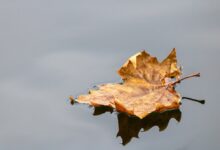 fallen leaf lake