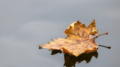 fallen leaf lake