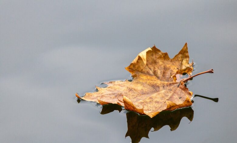 fallen leaf lake